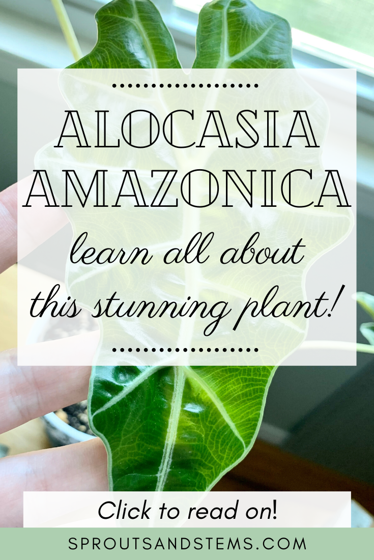 Alocasia Amazonica Everything You Need to Know Sprouts and Stems