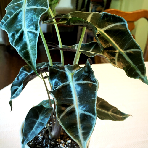 Alocasia amazonica on a table