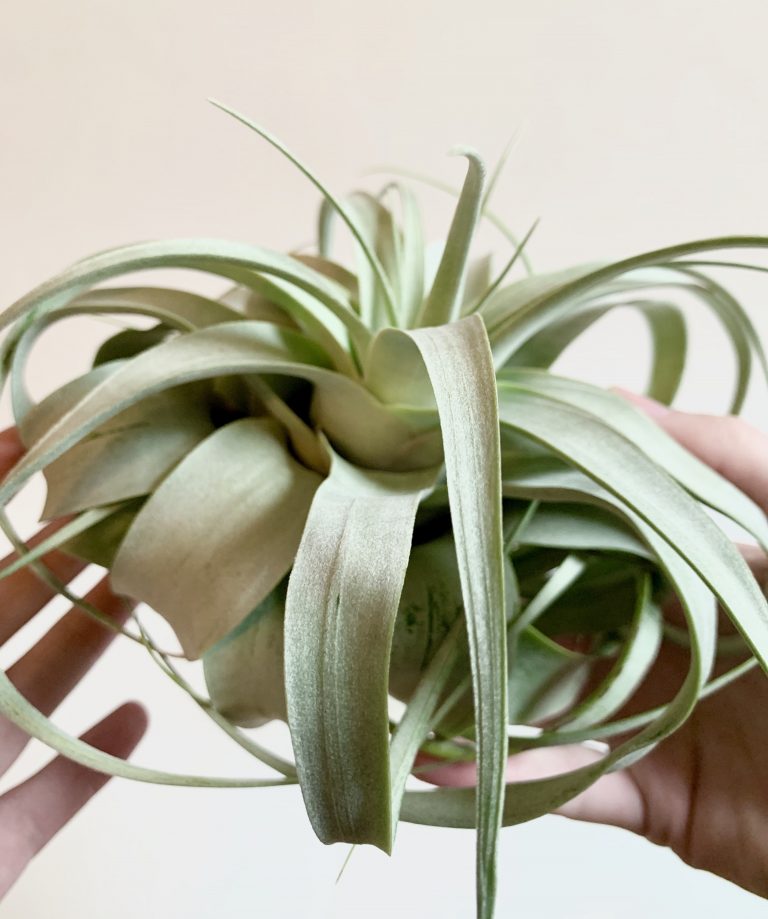 Tillandsia Xerographica A Tillandsia Care Guide Sprouts and Stems