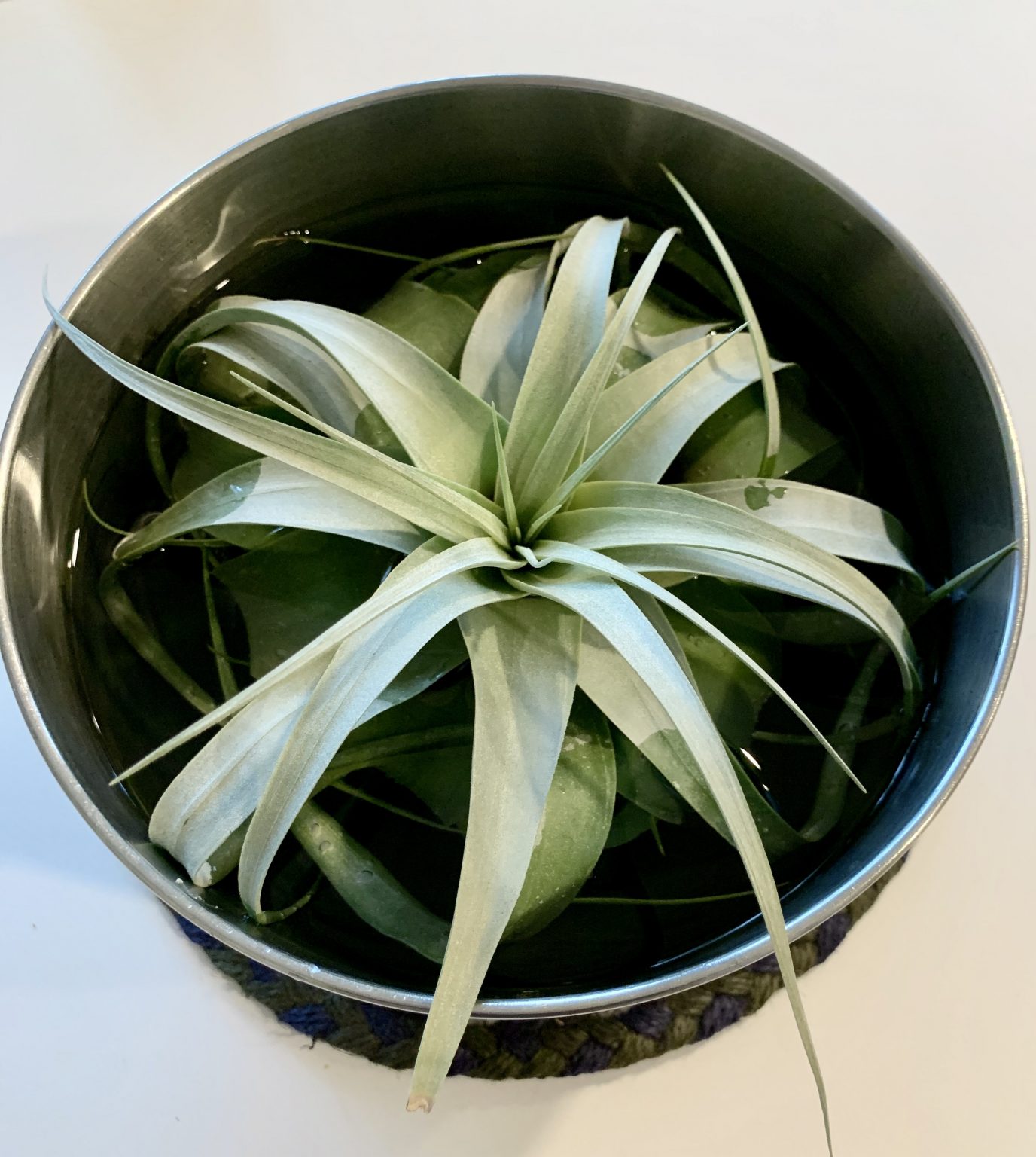 Tillandsia Xerographica A Tillandsia Care Guide Sprouts and Stems