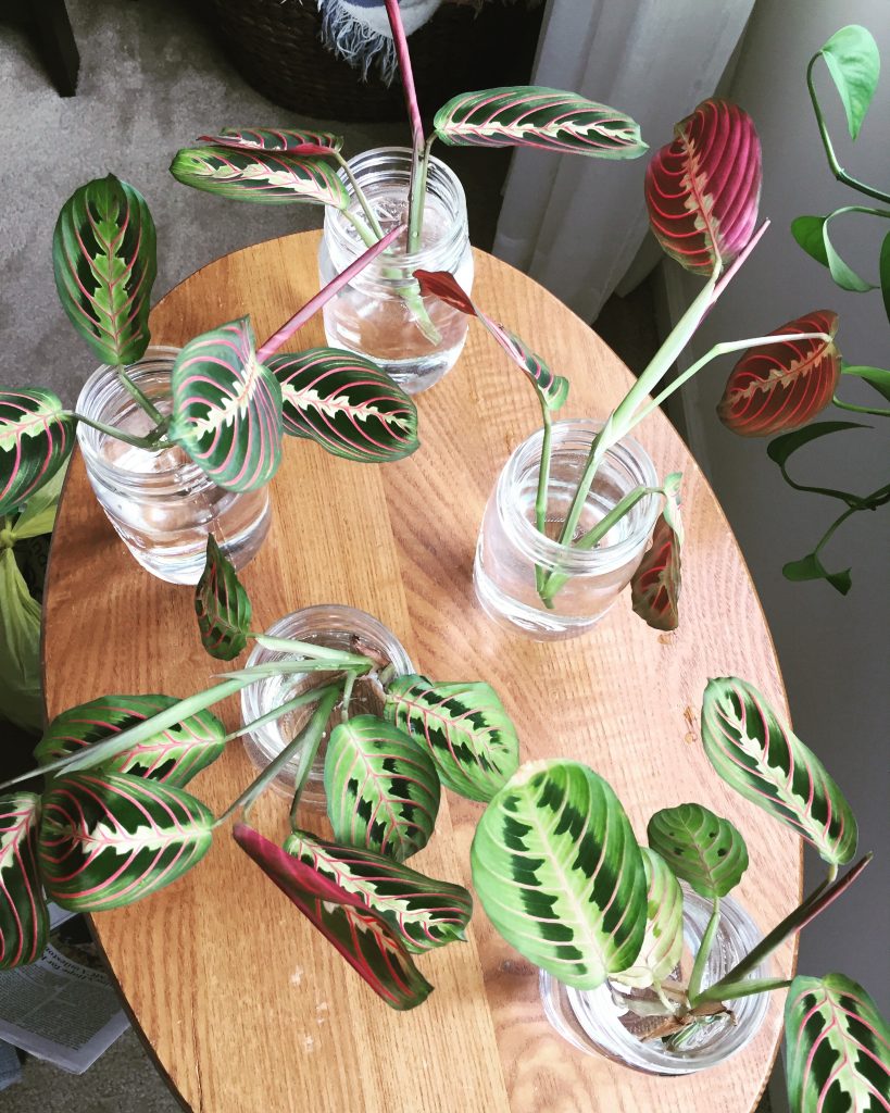 Prayer Plant Care, Propagation, and More | Sprouts and