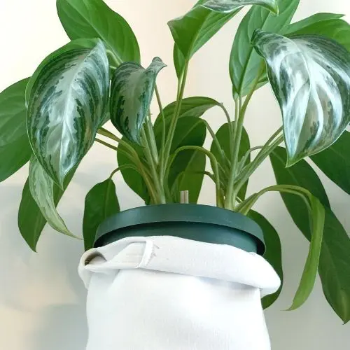 Caring For Your Aglaonema Silver Bay Sprouts And Stems