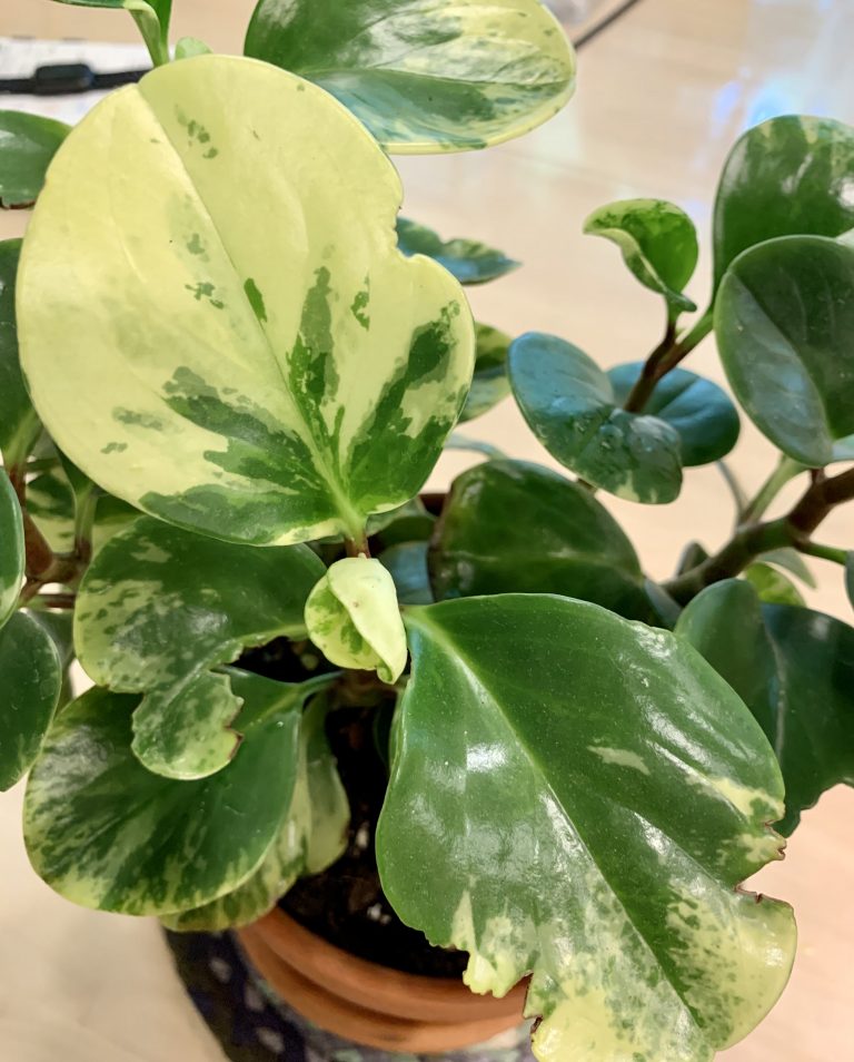 How to Clean Houseplant Leaves and Why You Should | Sprouts and Stems