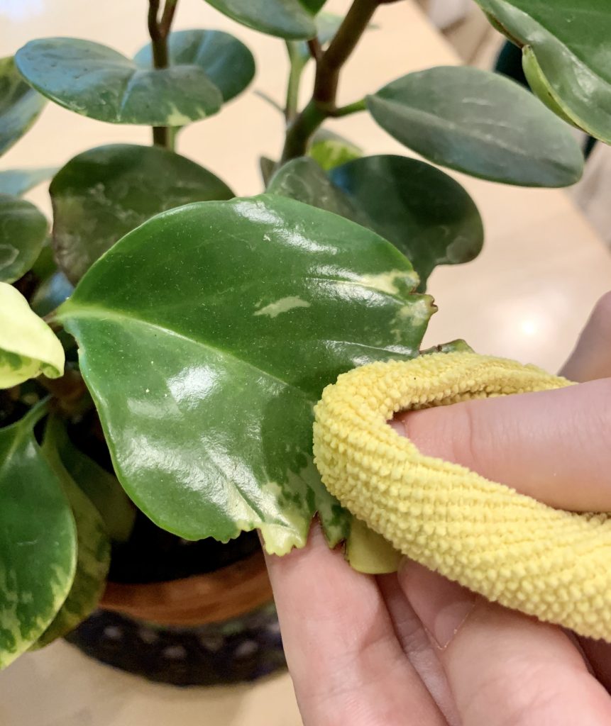 A cloth wiping a peperomia leaf