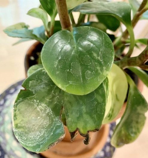 Dirty leaves on a peperomia plant
