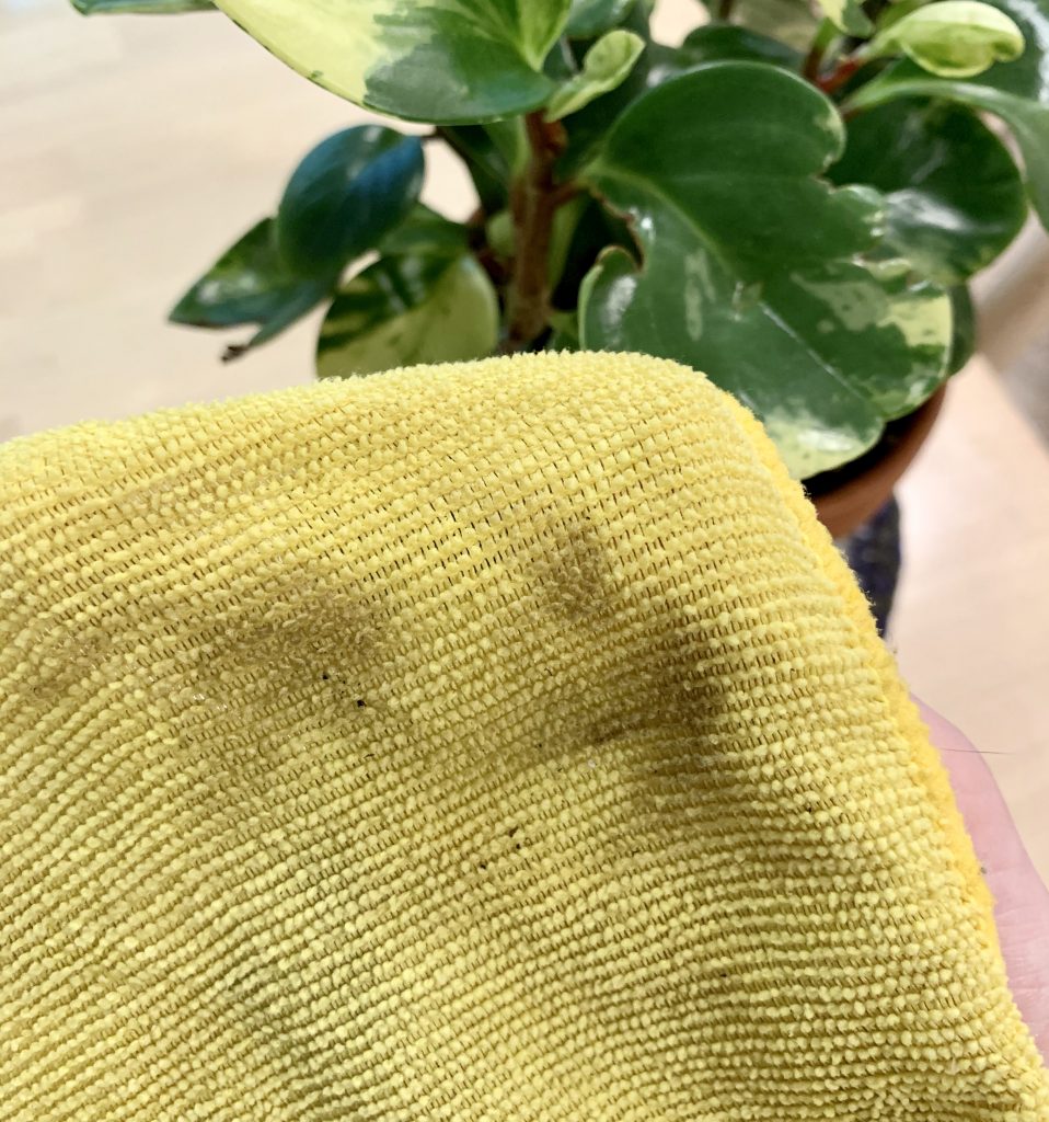 Dirty cloth and houseplant leaves