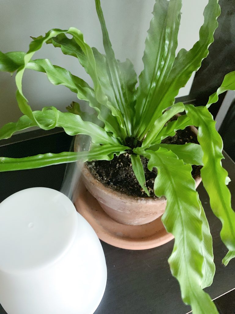 birds nest fern with essential oil diffuser as a humidifier