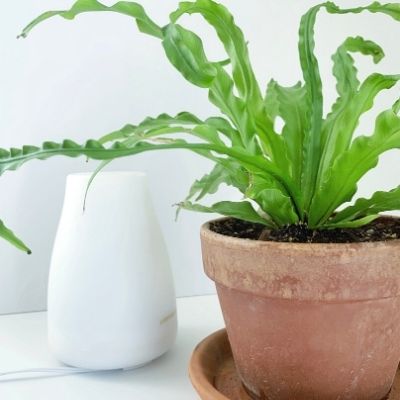 birds nest fern with humidifier