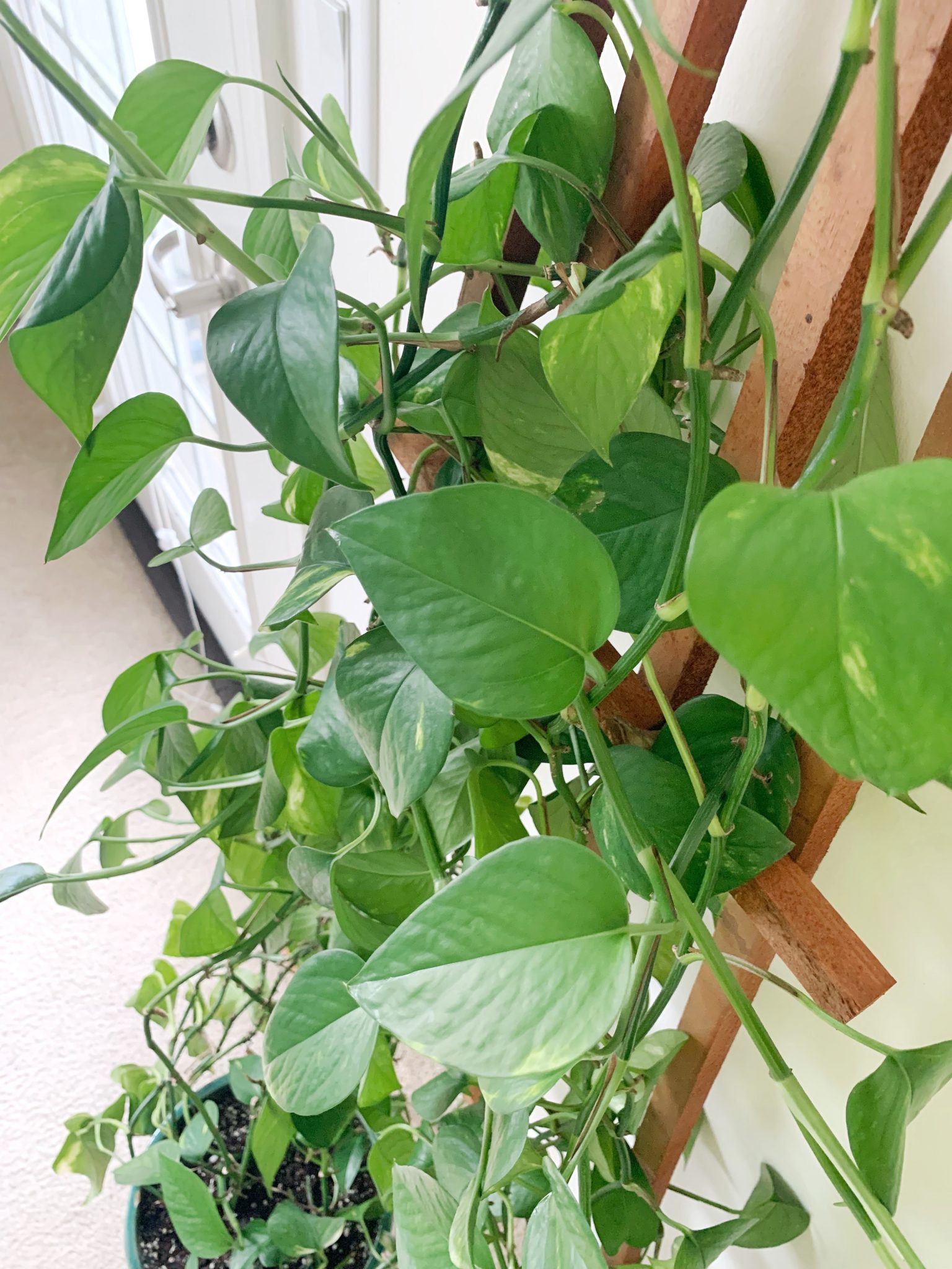 Caring for and Propagating Pothos Sprouts and Stems