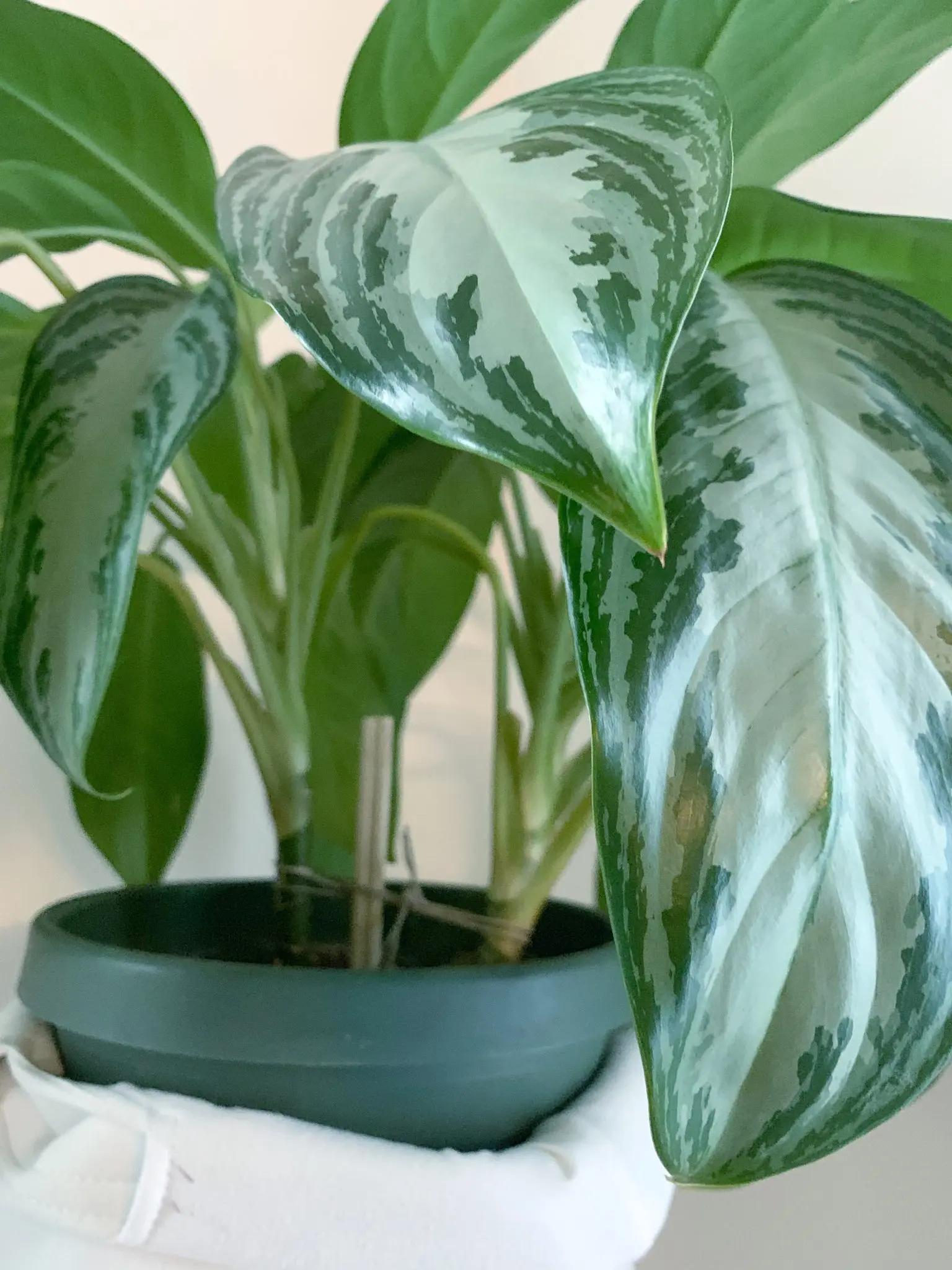 Caring for Your Aglaonema Silver Bay | Sprouts and Stems