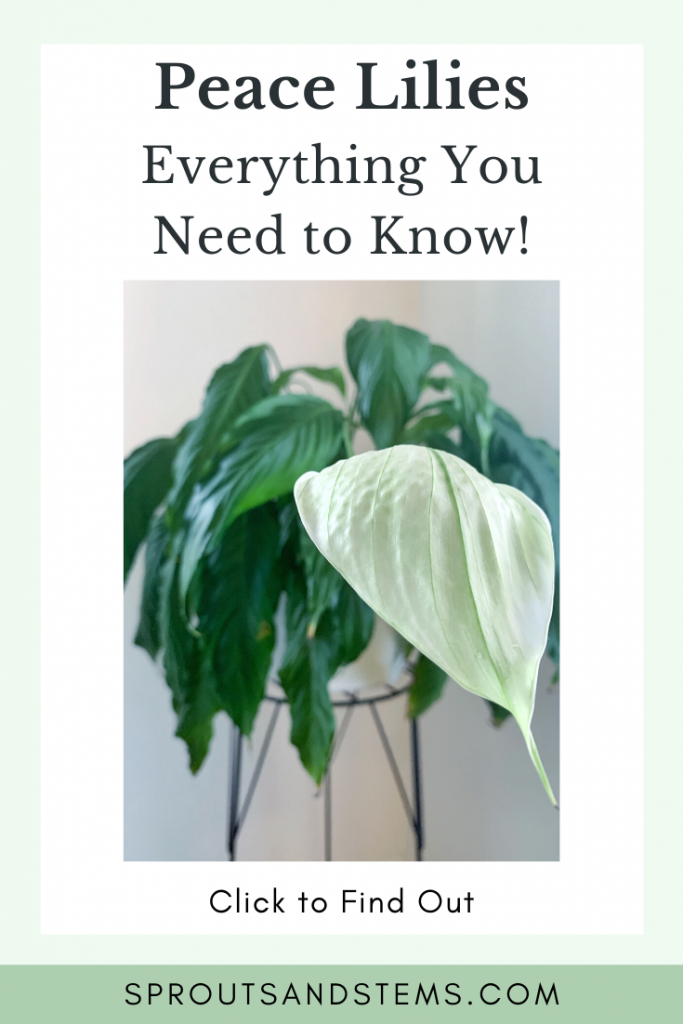 Peace lily care pin