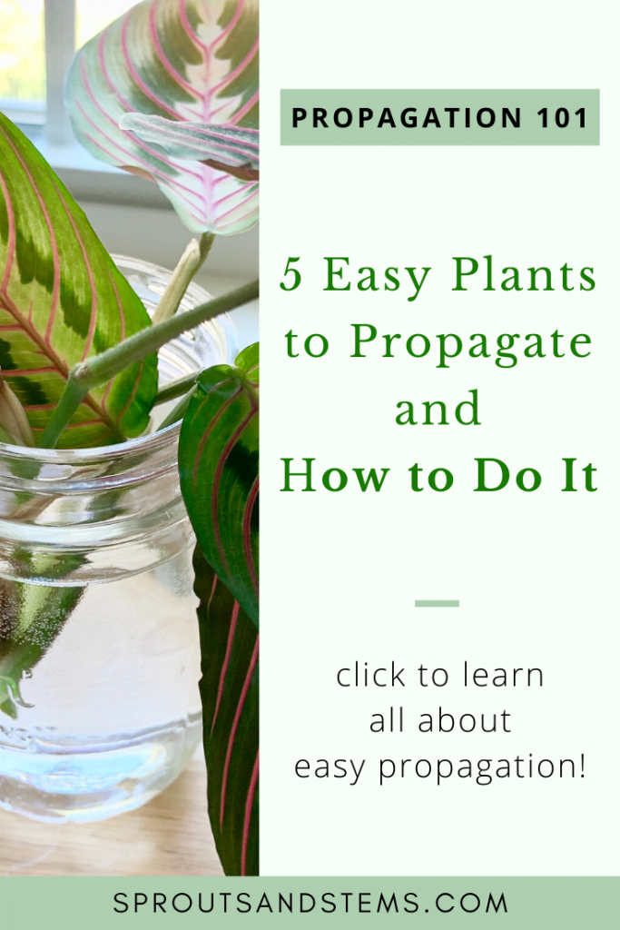 How to Propagate Plants