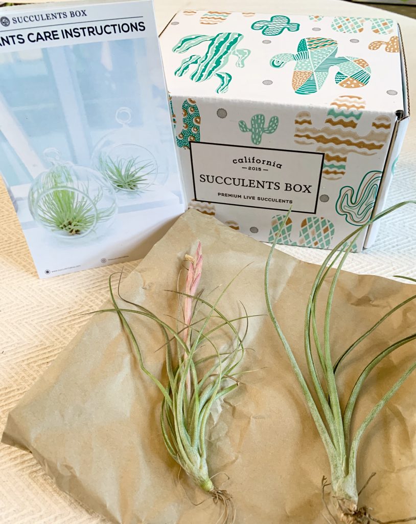 Air plants from Succulents Box