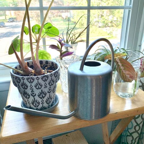 plants and watering can on a table