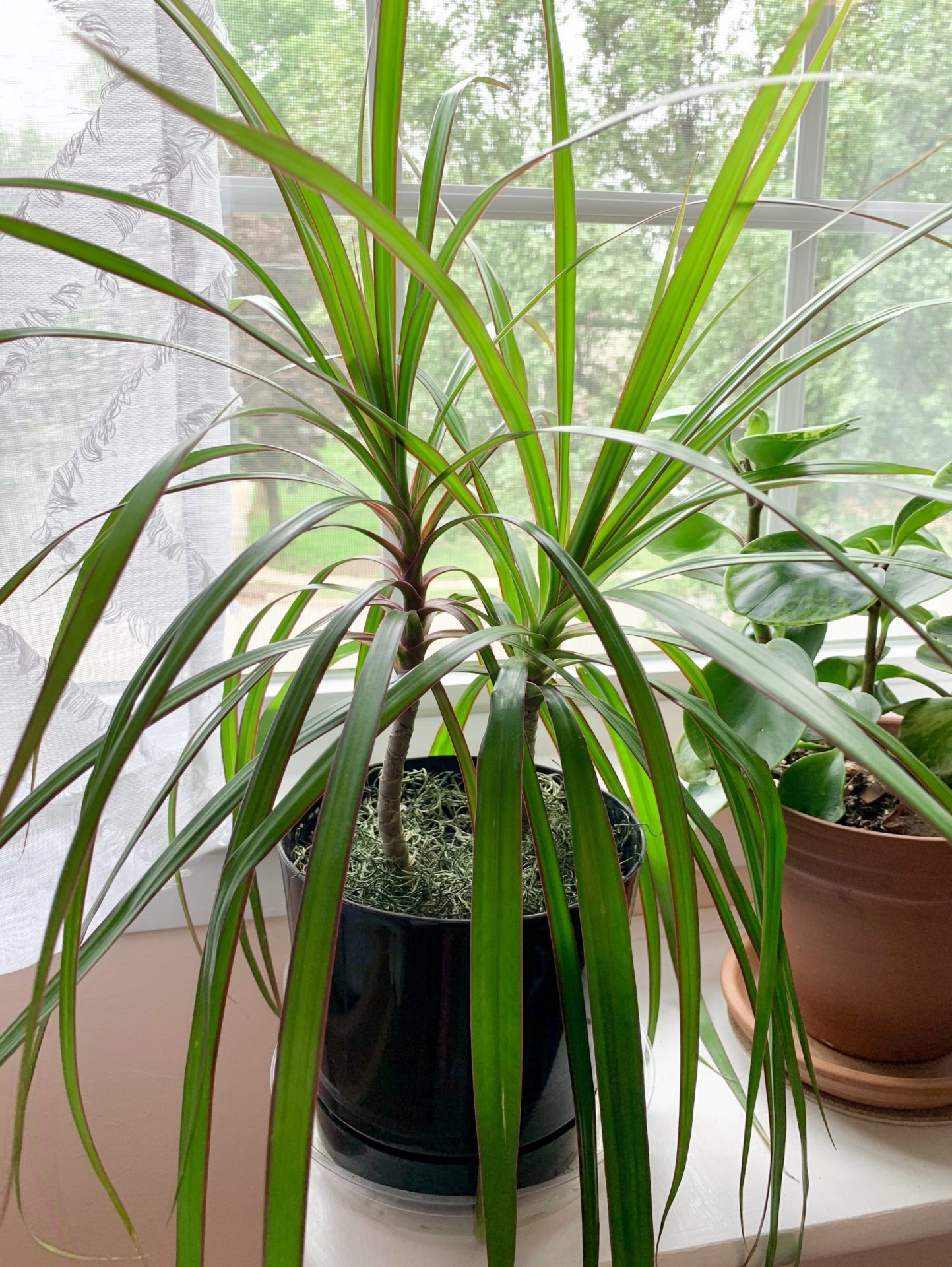How to Care for and Propagate Dracaena Marginata - Sprouts and Stems