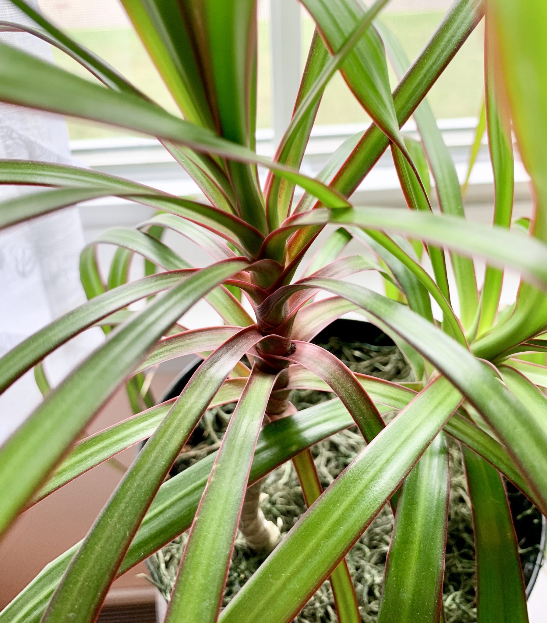 Caring for a Dracaena Plant