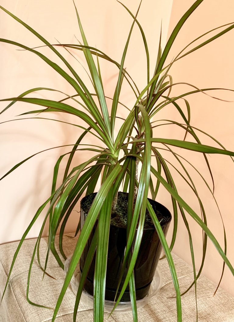 How to Care for and Propagate Dracaena Marginata - Sprouts and Stems