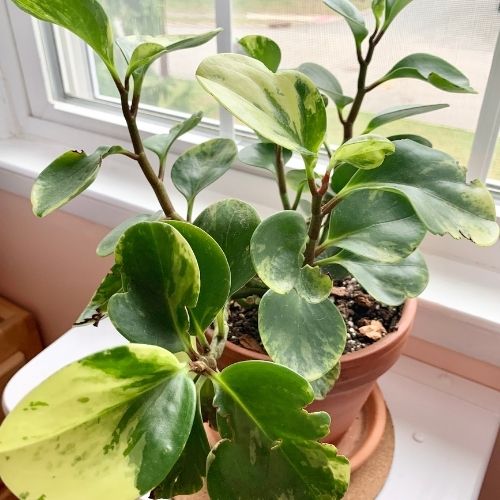 peperomia obtusifolia variegata on window sill