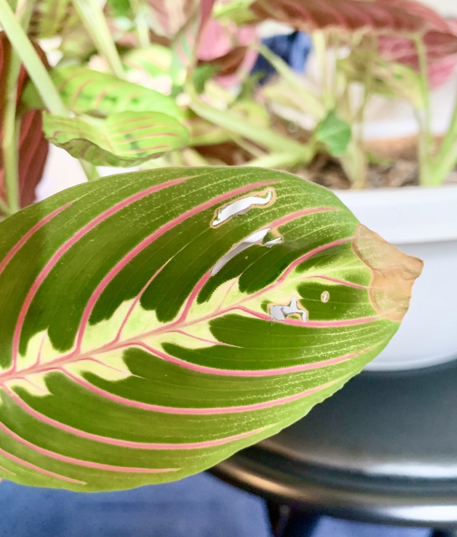 How to Fix These 5 Annoying Houseplant Problems Sprouts and Stems