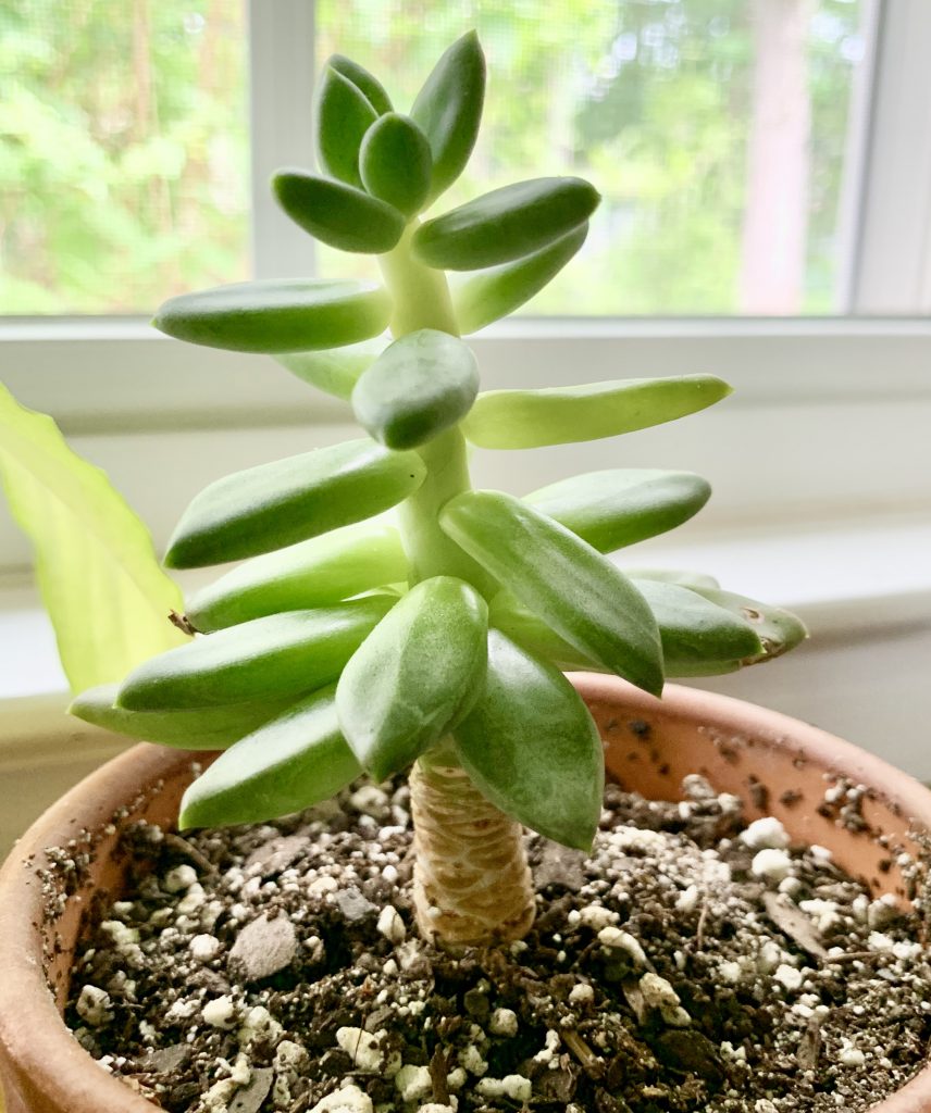 How to Fix These 5 Annoying Houseplant Problems | Sprouts and Stems