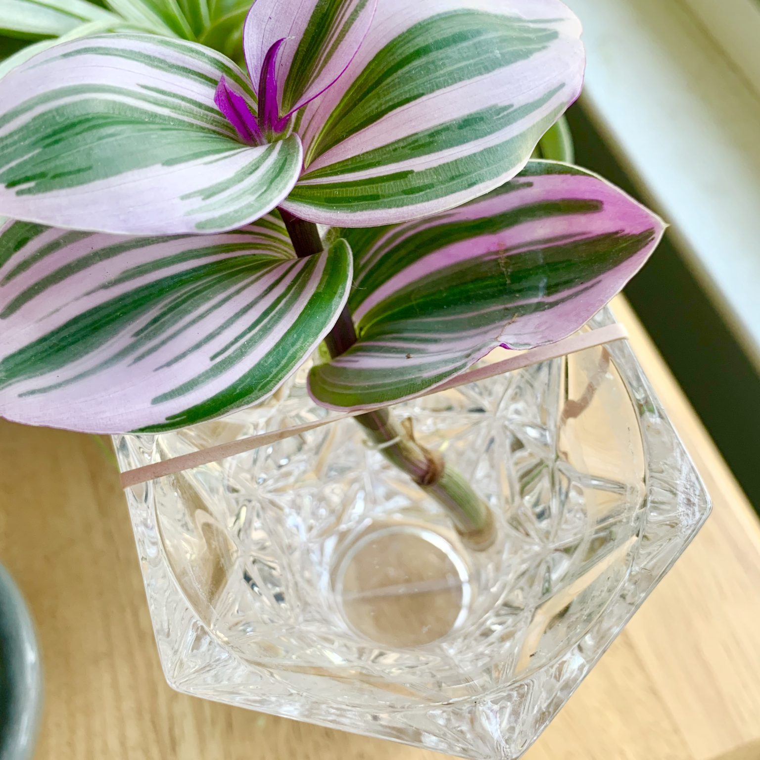 Tradescantia Nanouk Care, Propagation, and More Tips: How to Succeed!