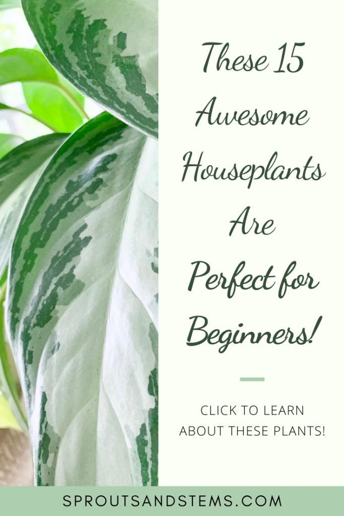 These 15 Awesome Houseplants Are Perfect for Beginners Sprouts and Stems