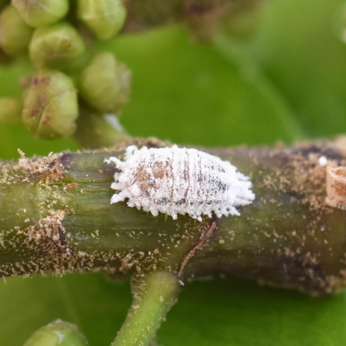 How to Get Rid of Mealybugs - Sprouts and Stems