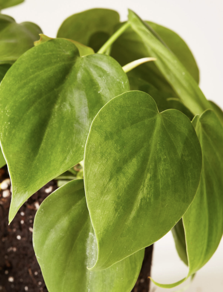 muehlenbeckia plant Muehlenbeckia complexa variegata 'Spotlight' – Variegated Wire Vine