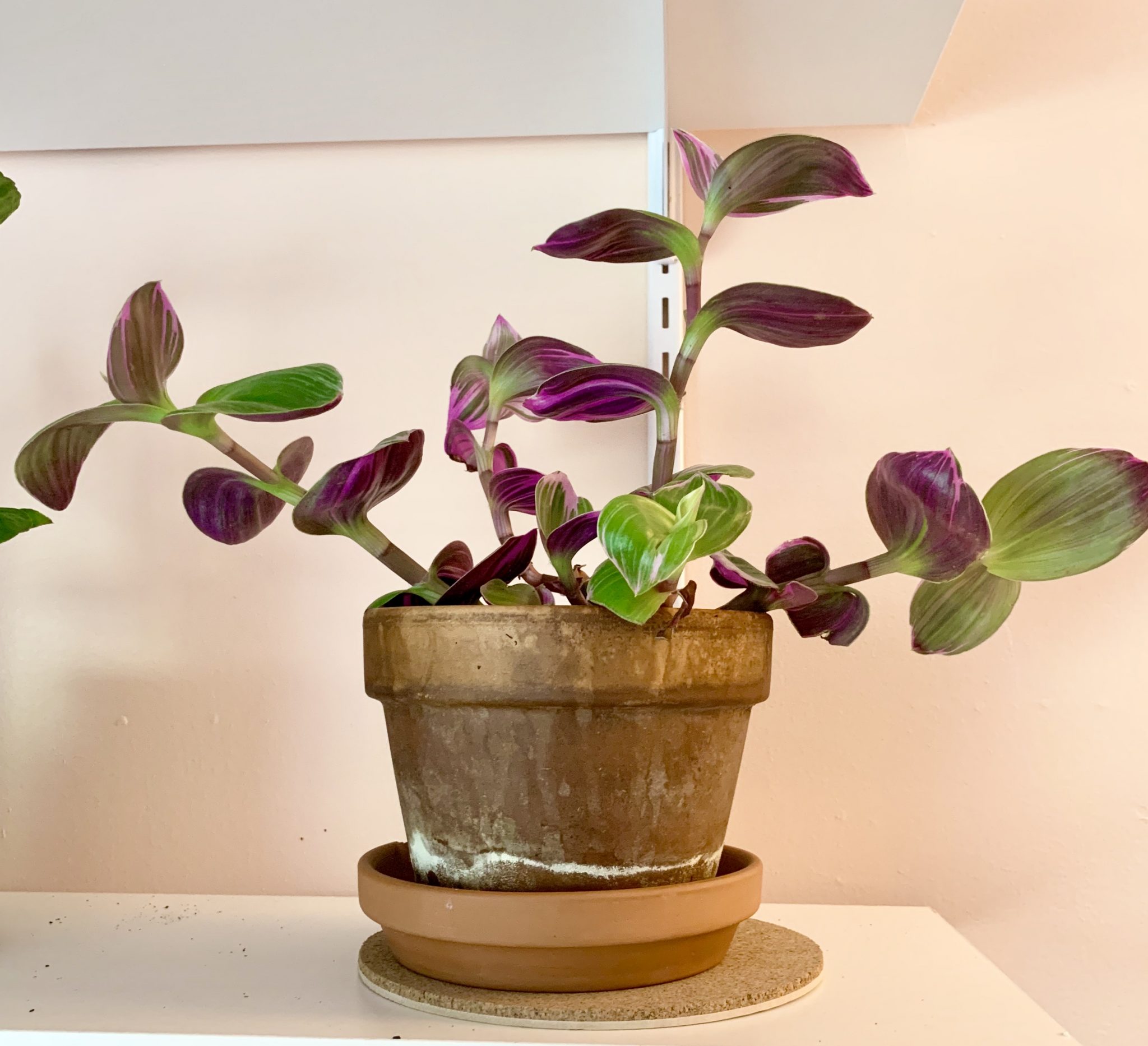 Tradescantia Nanouk Care, Propagation, and More Tips How to Succeed!