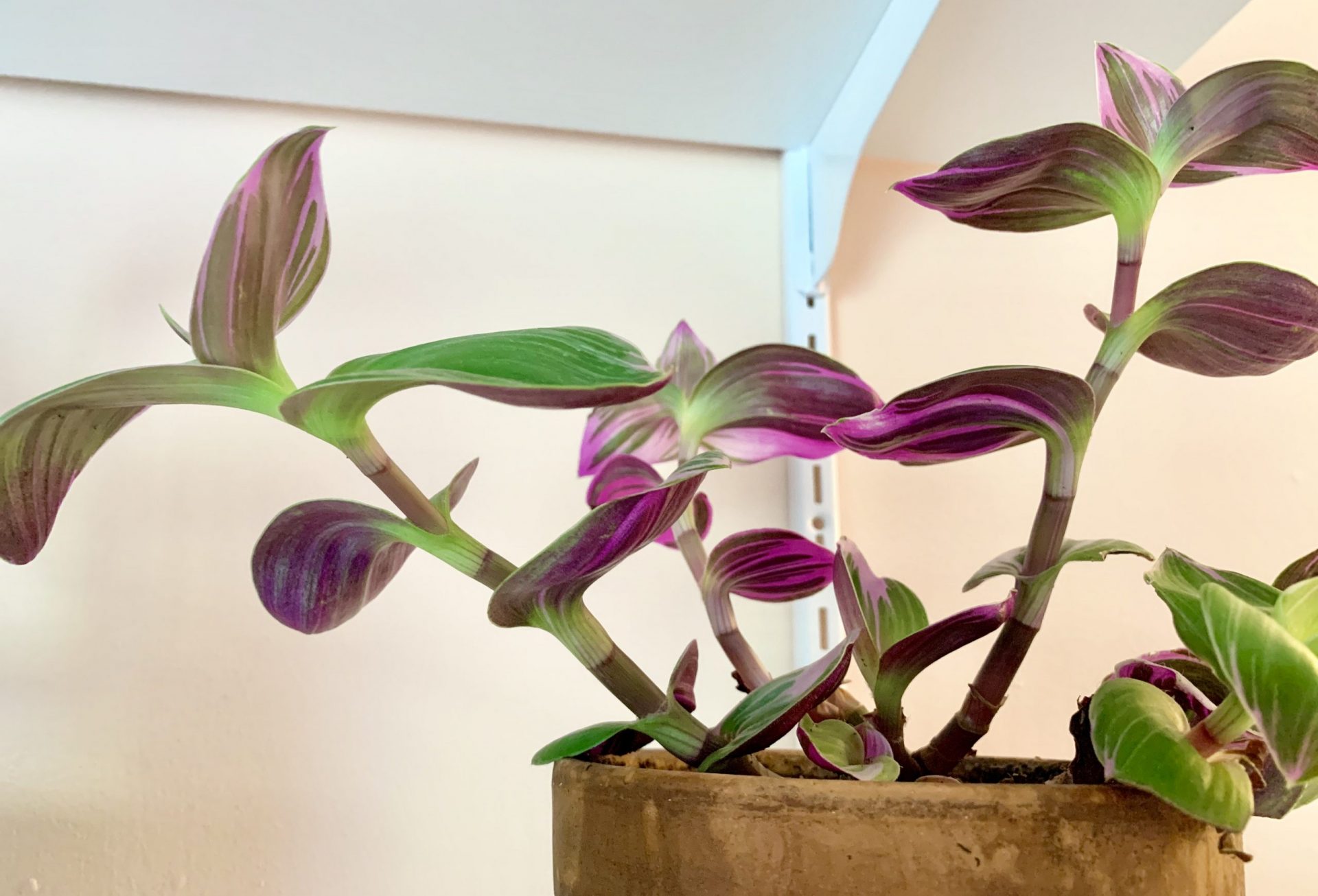 Tradescantia Nanouk Care, Propagation, and More Tips How to Succeed!