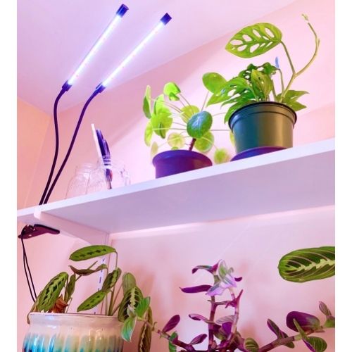 Difference Between LED Lights And Grow Lights: Are LED Lights Better For  Plants