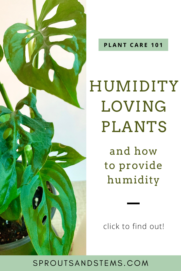 HumidityLoving Houseplants and How to Provide Humidity Sprouts and Stems