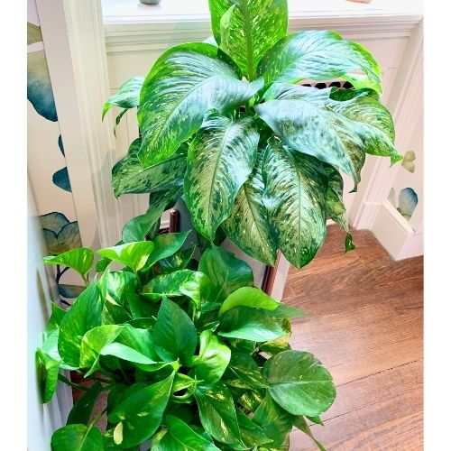 natural light for indoor plants blog post