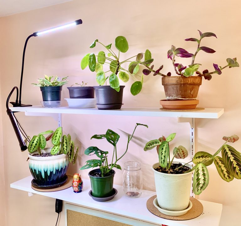 Grow Lights for Houseplants