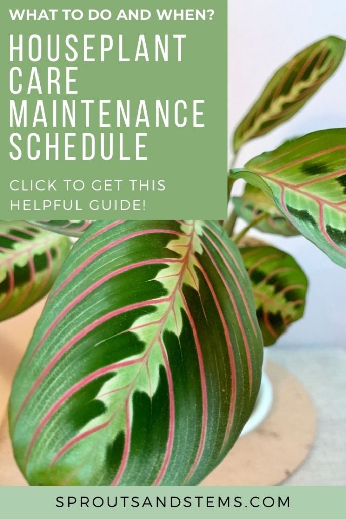 Houseplant Care Schedule What To Do And When Sprouts And Stems