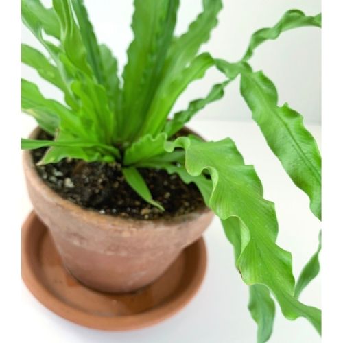 houseplant care guide blog post