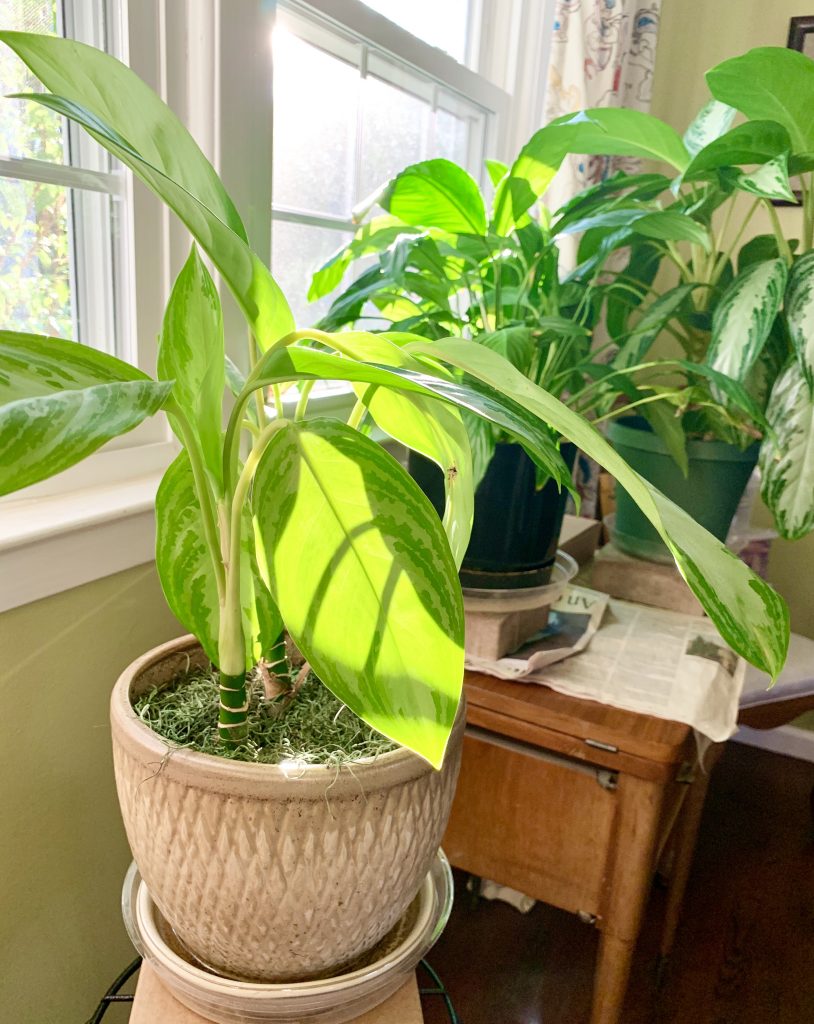 caring for houseplants in winter