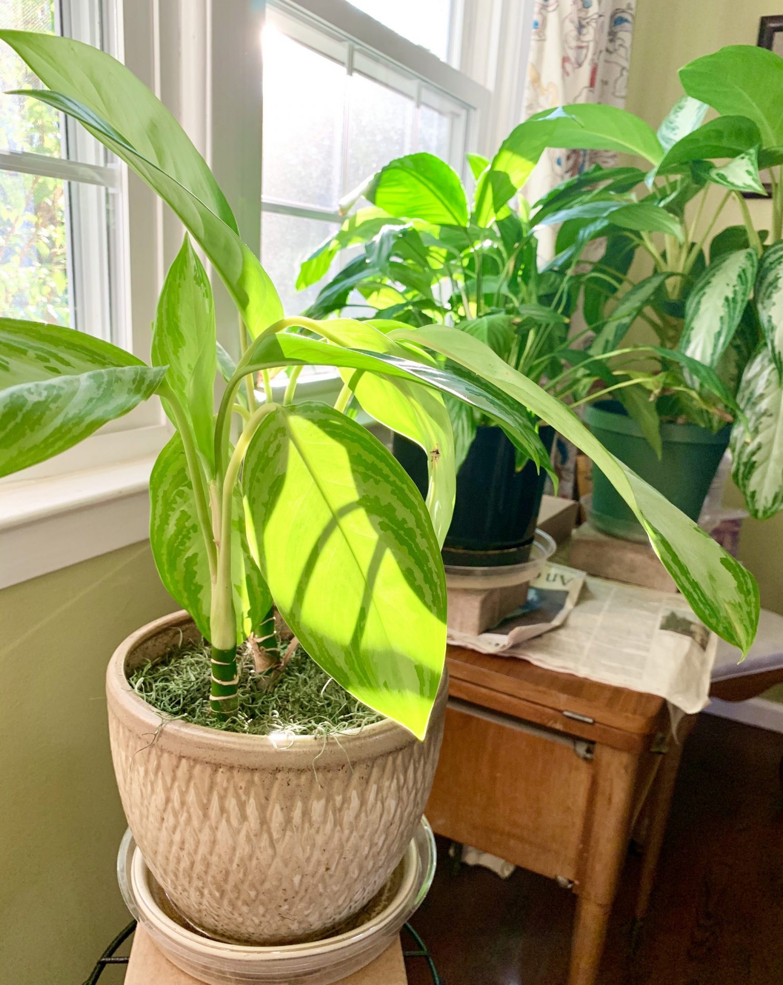 How to Care for Your Houseplants During the Winter Sprouts and Stems