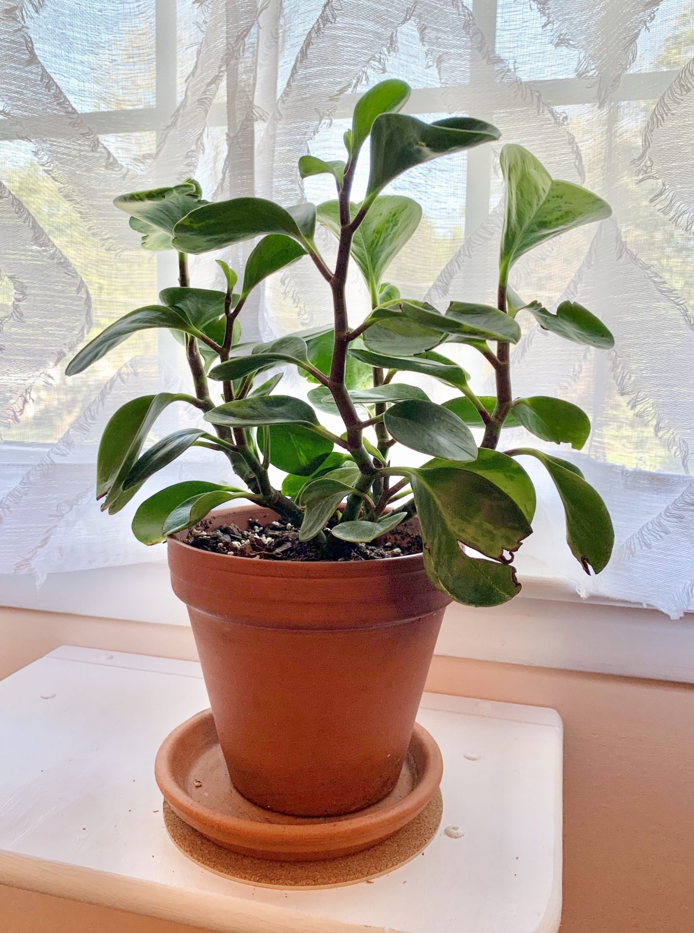 An Easy Guide to Natural Light for Indoor Plants Sprouts and Stems