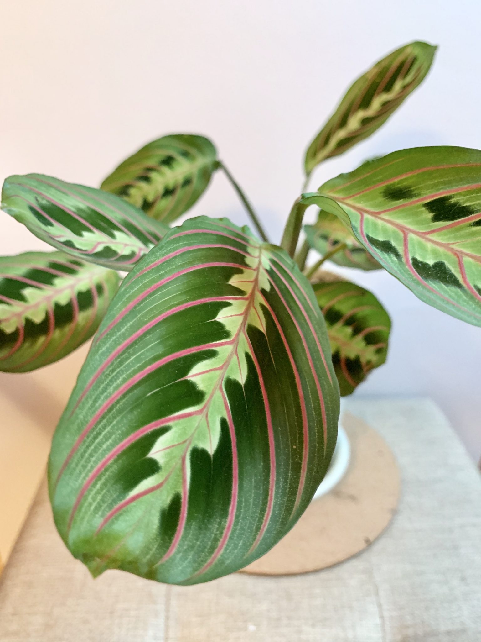 Houseplant Care Schedule: What to Do and When | Sprouts and Stems