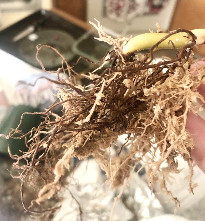 root rot on houseplants