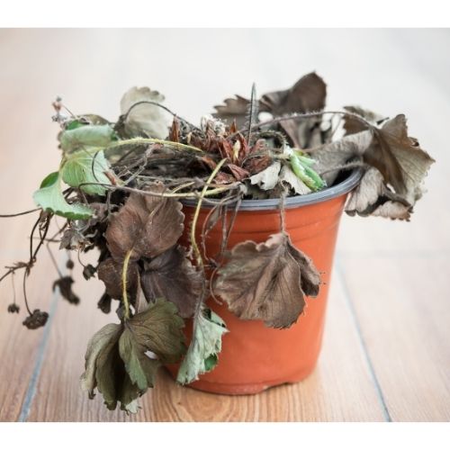 root rot on houseplants