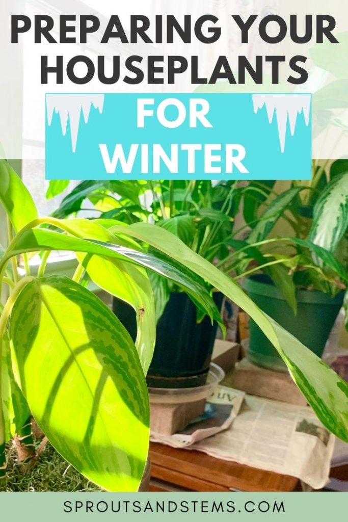 How to Care for Your Houseplants During the Winter Sprouts and Stems