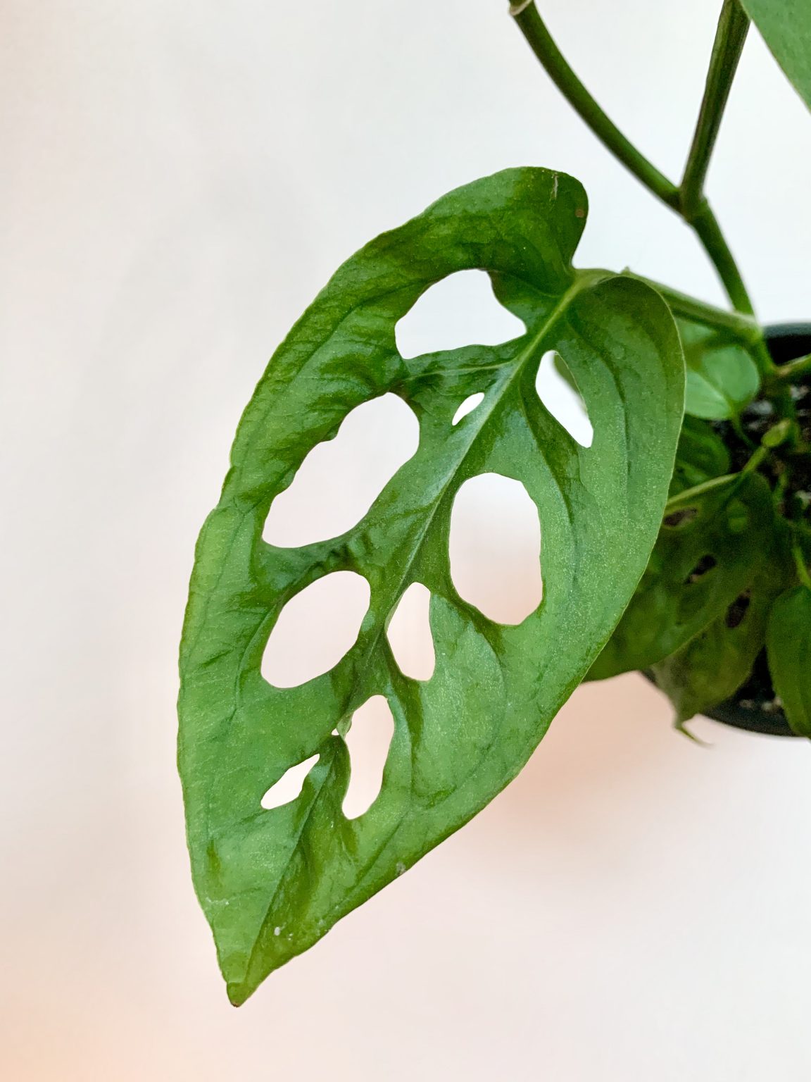 Monstera Adansonii Care and Propagation Guide Sprouts and Stems