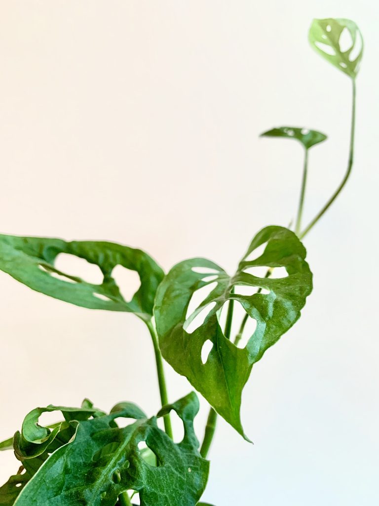 Monstera Adansonii Care and Propagation Guide | Sprouts and Stems