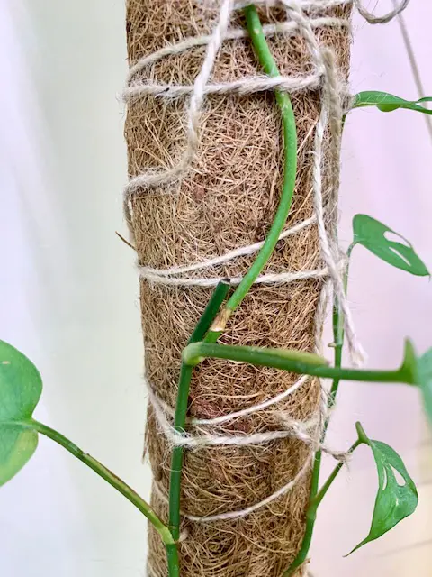 Monstera Adansonii Care and Propagation Guide | Sprouts and Stems