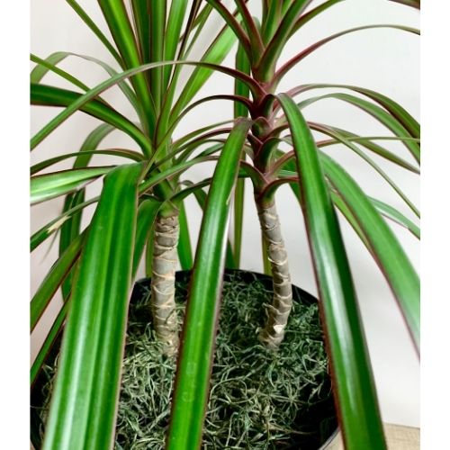 How to Care for and Propagate Dracaena Marginata | and Stems
