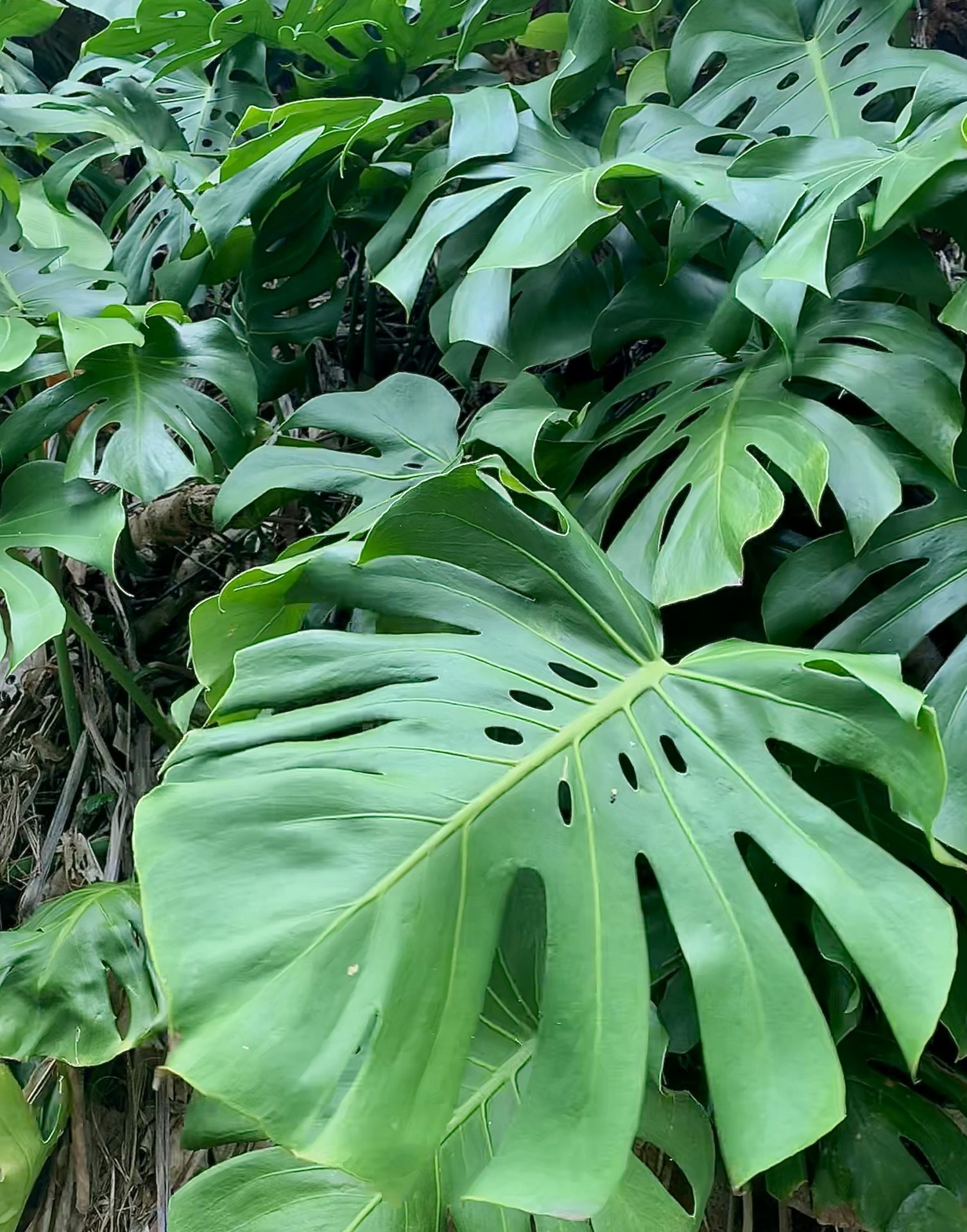 How Do You Care for Monstera Deliciosa Indoors? (With Video!) | Sprouts ...