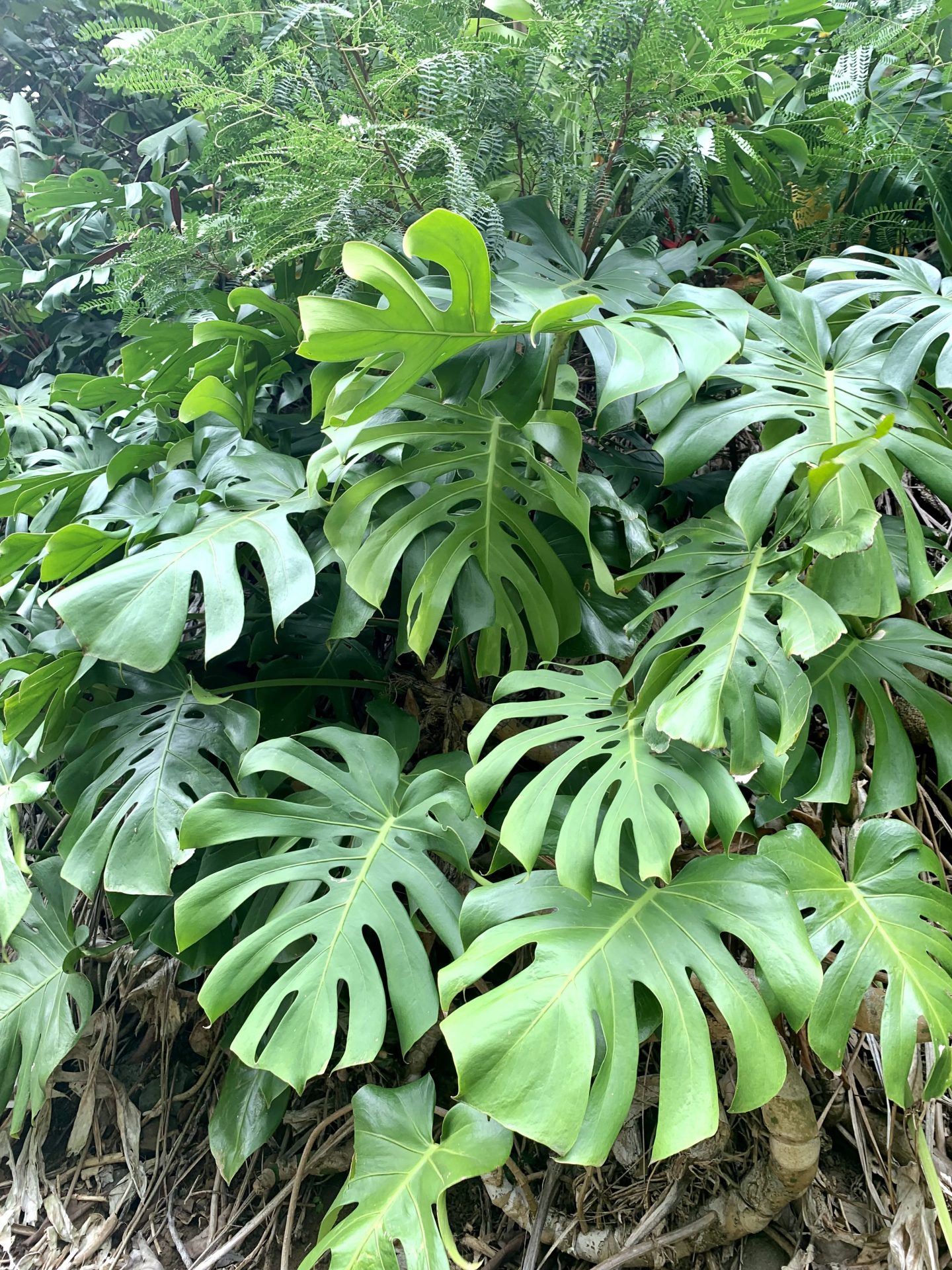 How Do You Care for Monstera Deliciosa Indoors? (With Video!) | Sprouts ...