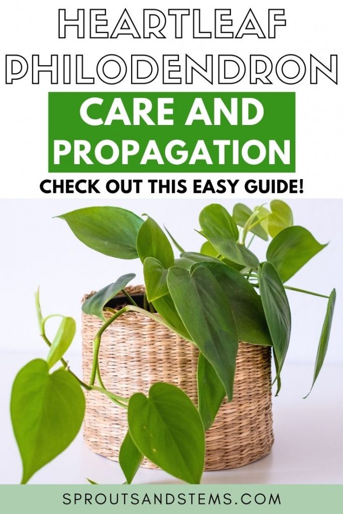 Heartleaf Philodendron Care And Propagation Sprouts And Stems